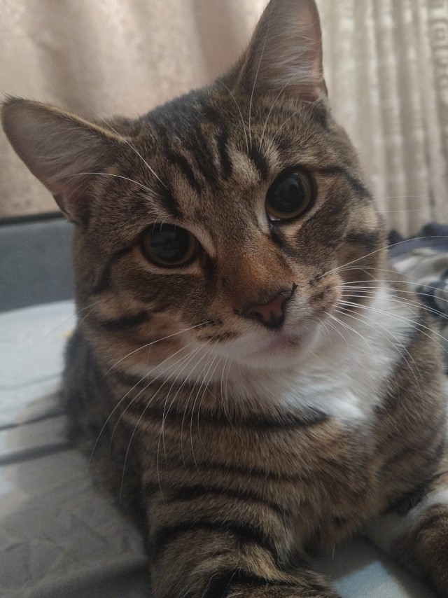 К котовторнику