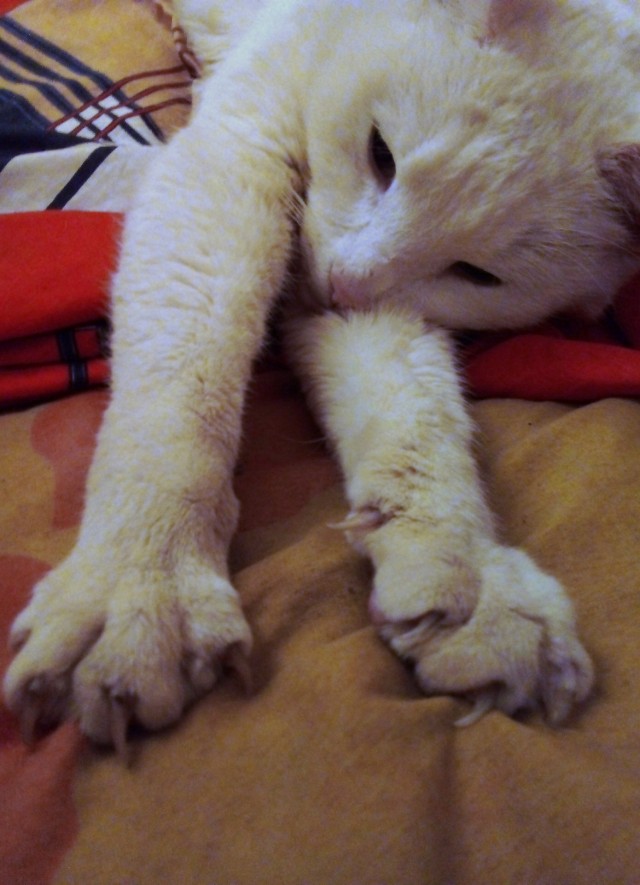Ещё одну колбаску и всё