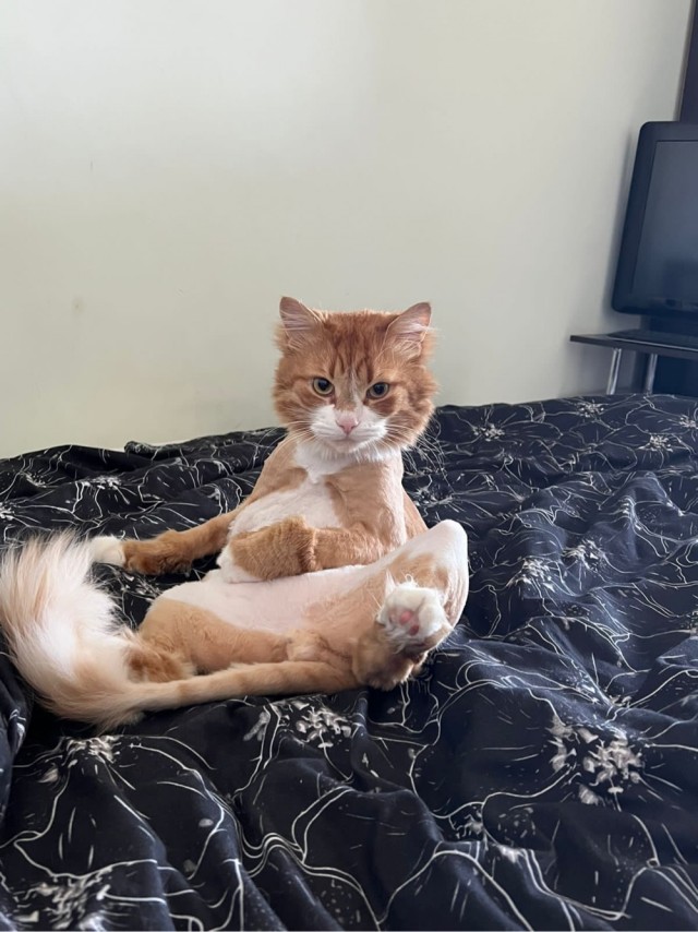 Котовторник! 16+ Коллеги-рабы, отмечаемся, у кого хозяину много лет!