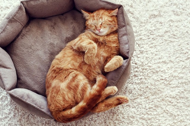 Позы для сна у кошек - что они означают?