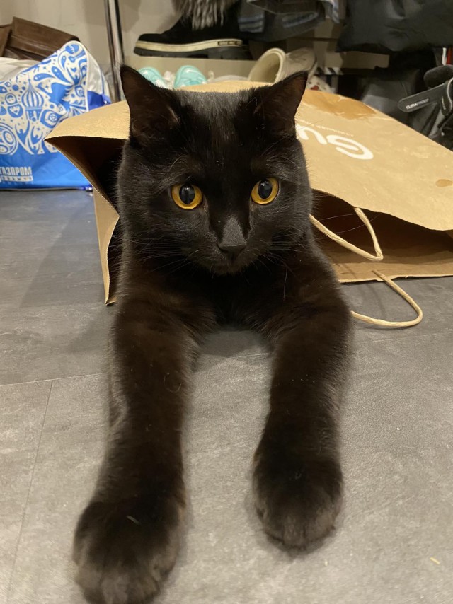 Котовторник 7.11.23