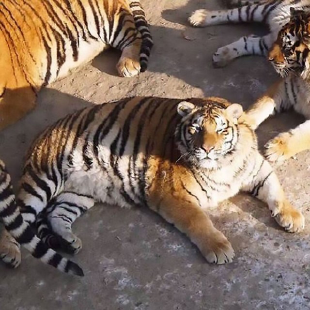 Домашний ягуар