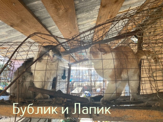 Жизнь домашнего приюта "Котоленд" 435