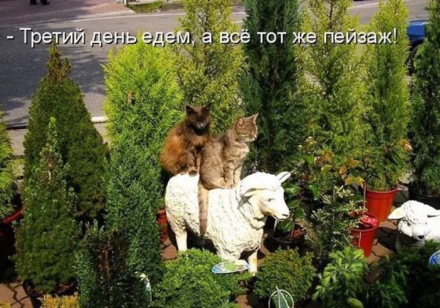 Никакие картинки