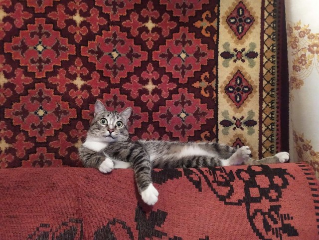 Котовтоник в картинках