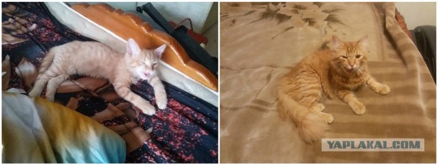 Котовторник, от мала до велика