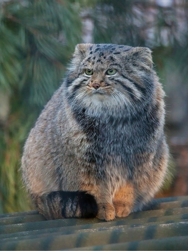 Манул