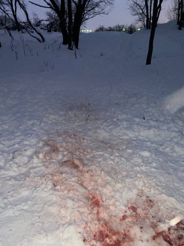 Очередная жертва бродячих собак