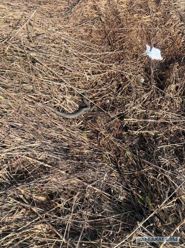 Первых гадюк заметили в Ленобласти