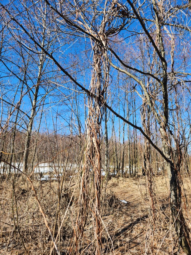 Ранневесенний сплав