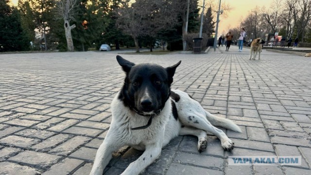 В Самаре возбуждено уголовное дело о ненадлежащем отлове бездомных собак