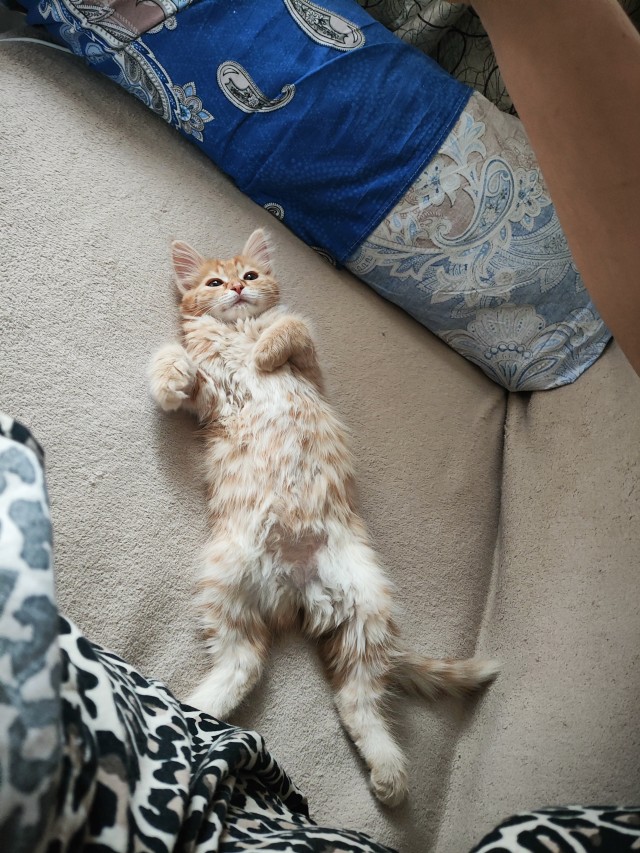 Хоть и не котовторник,но все же...