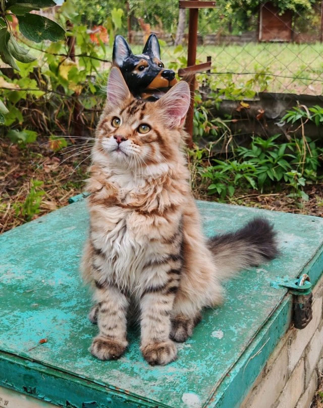 Котовторник