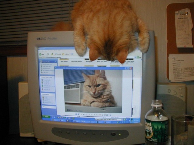 Картинки и мемки