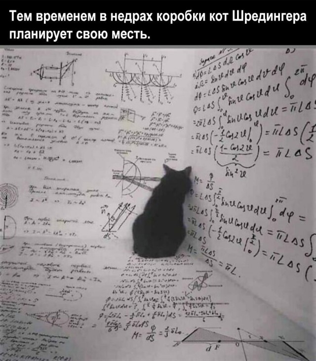 Котик потерялся