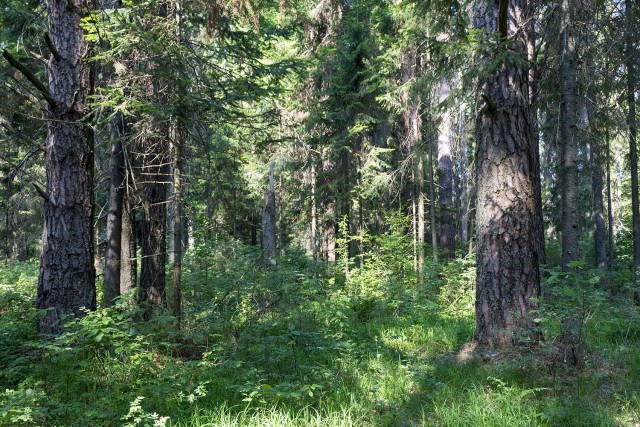 Деревенская Америка - 10