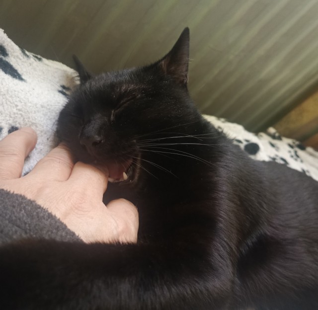 Продолжаем котовторник.