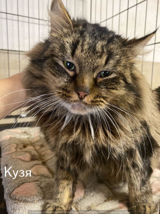 Жизнь домашнего приюта "Котоленд" 540