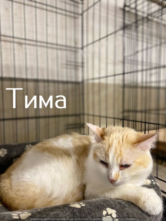 Жизнь домашнего приюта "Котоленд" 541