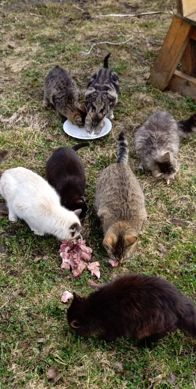 Снова наши коты