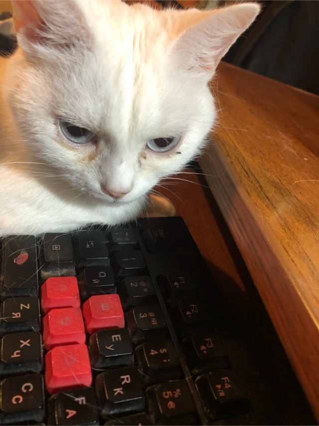 Мужчина нашёл котят на дороге