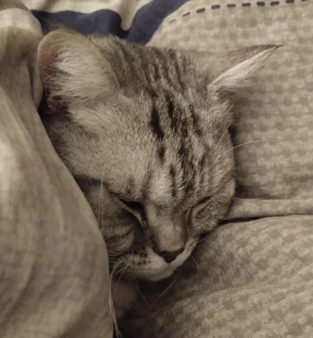 Нужен котовский психиатОр