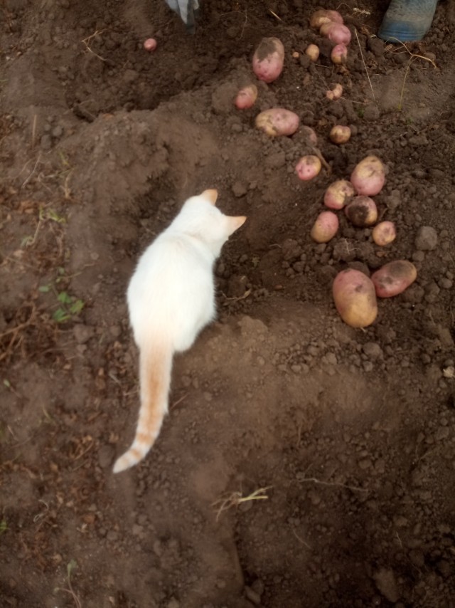 Вот и я стал рабом.