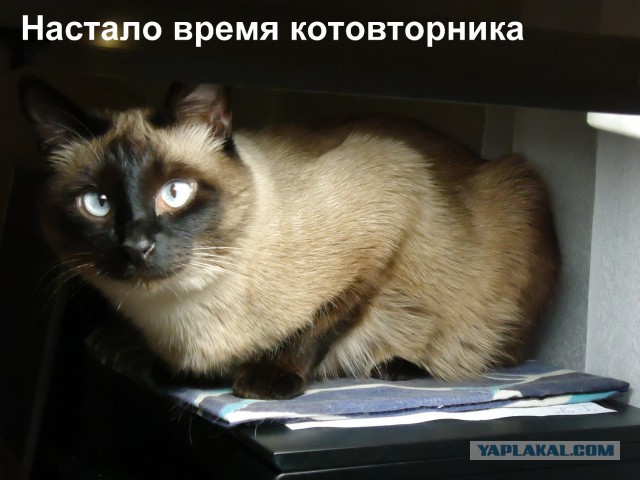 Котовторник 25.02.2014