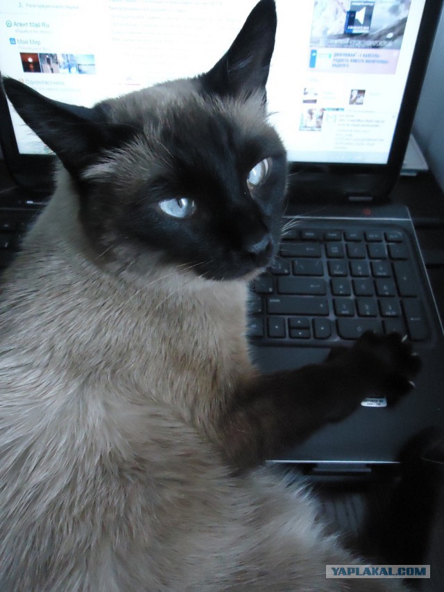 Котовторник 18.03.2014