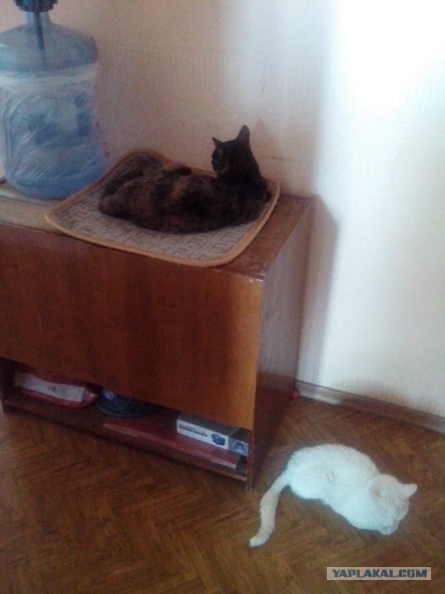 Котовторник 6.05.2014