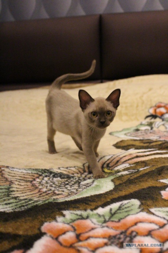 Котовторник 11.11.2014