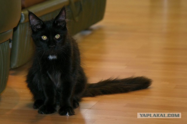 Котовторник 25.11.2014