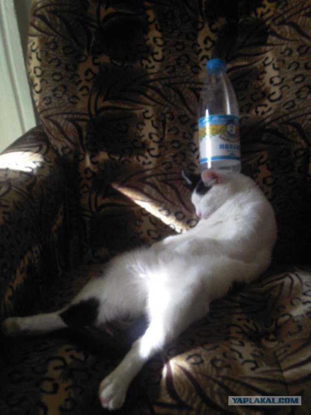 Прикольные картинки.