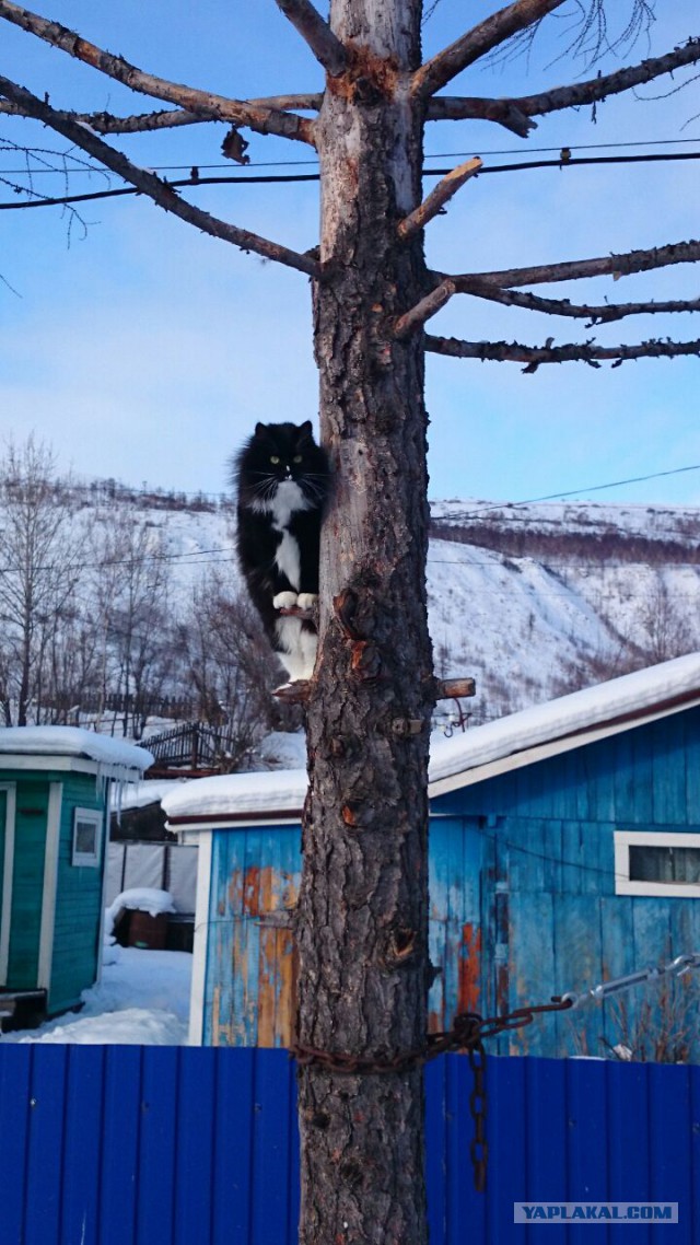 Котовторник 27.01.2015