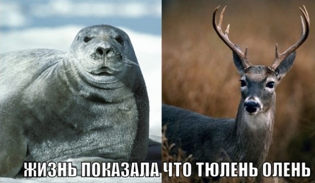 олень тюлень. олень тюлень. нерпа с рогом. то тюлень позвонит то олень стих. рыба олень.