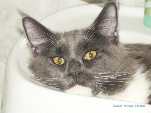 Котовторник 12.03.13