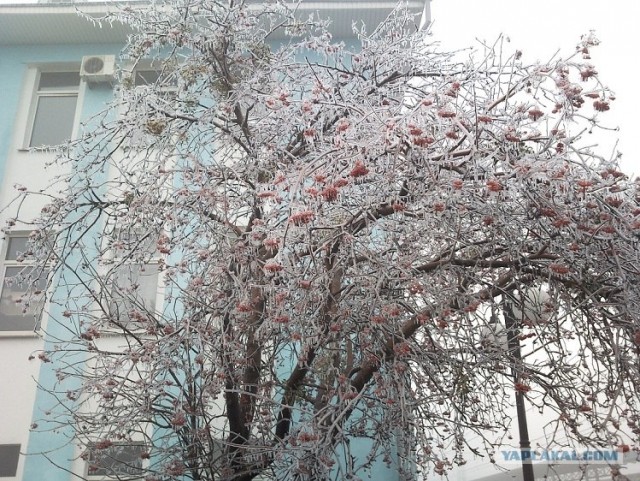 Ледяная зима