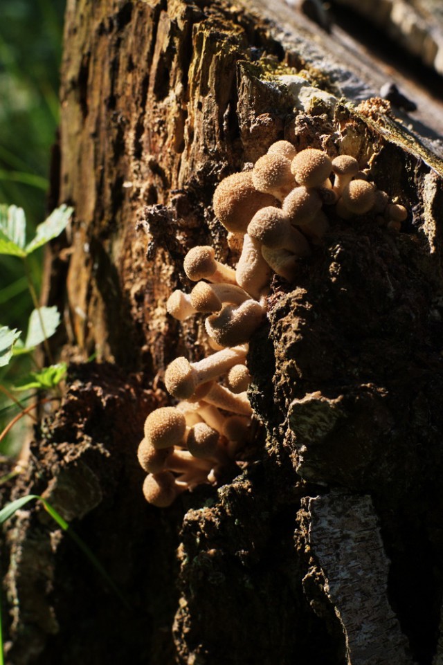 Золотая осень