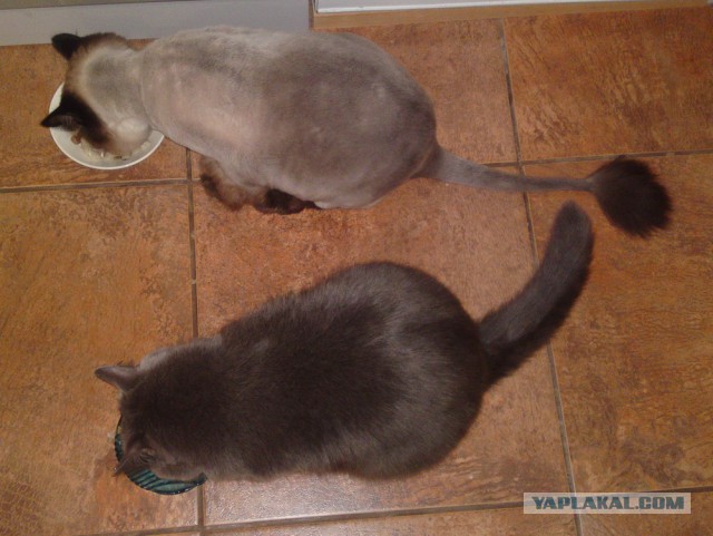 Котовторник 15-09-2015 !