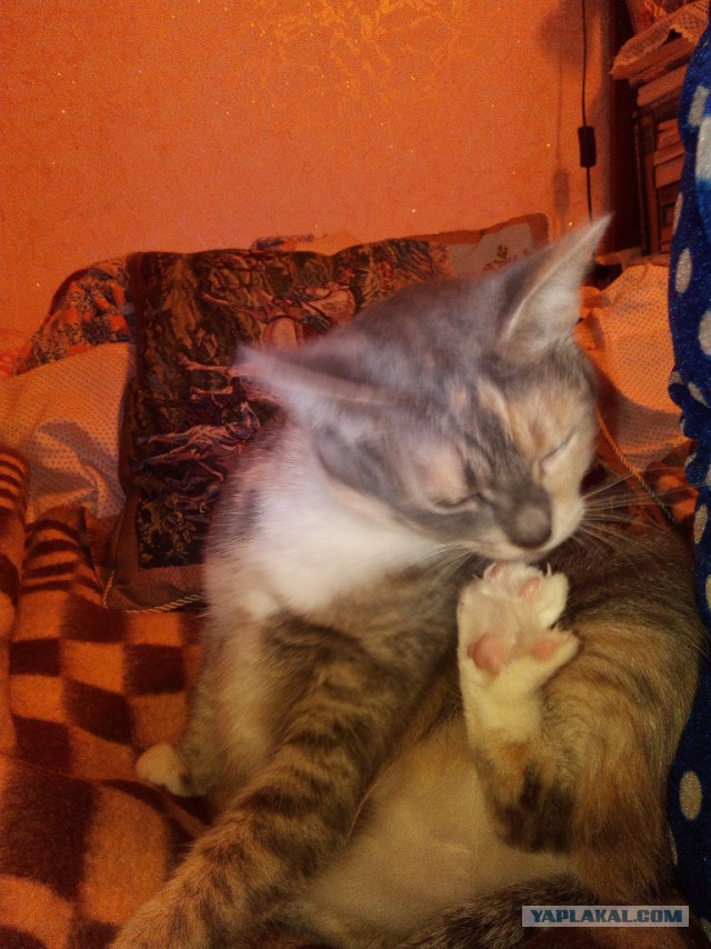 Котовторник 13.10.2015