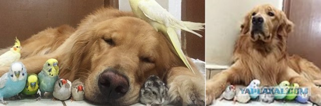 Мой пёс похоже познал Дзен...