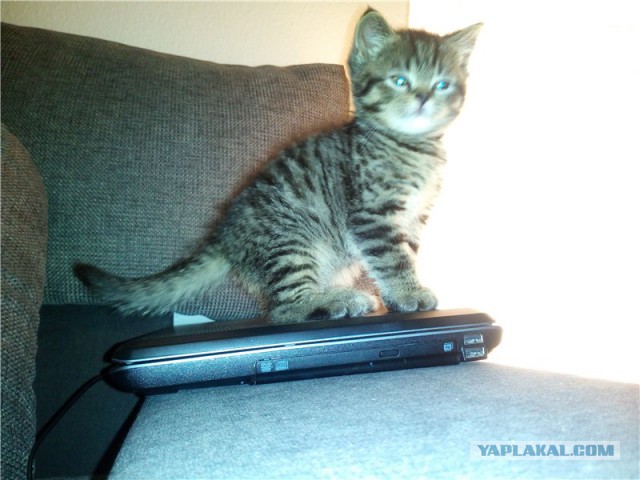 Наш Котяра