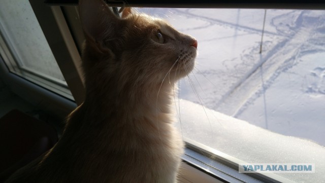 Котовторник 19.01.2016