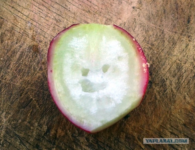 Они живые. Они смотрят на нас!