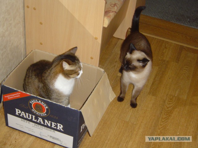 Интересные факты о сиамских кошках