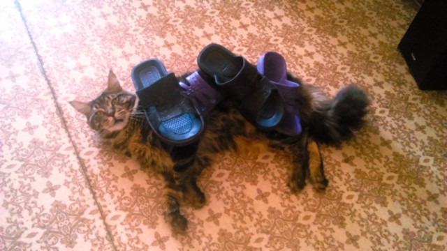 Небольшой фото-отчет ко втонику: мейн-кун Шелдон Купер