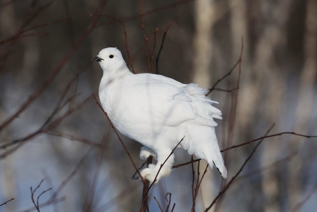 Каких птиц вы видите в городе?