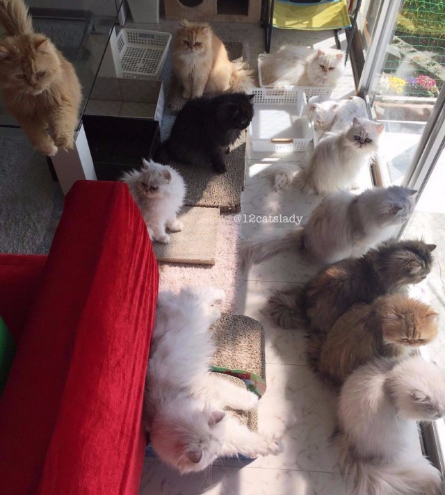 Коты из сети