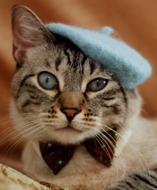Коты из сети