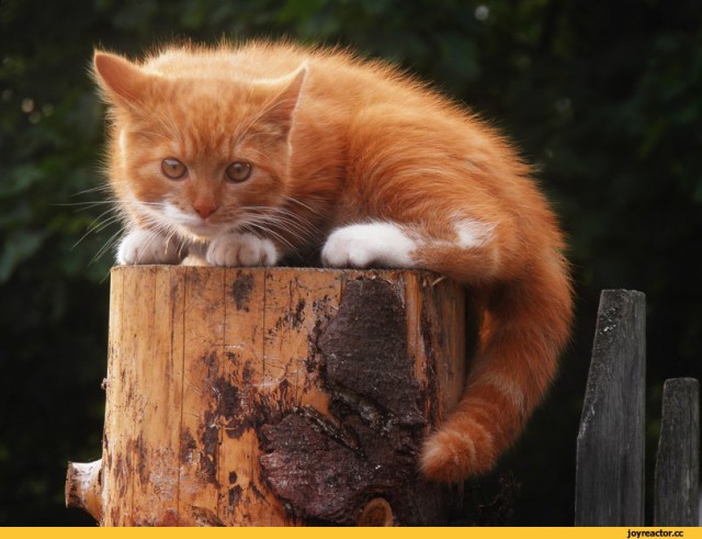 Коты из сети